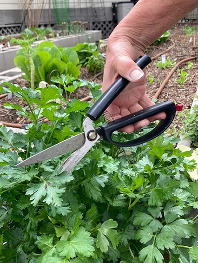 close-up of a person's hand using shears to cut a plant in the garden
